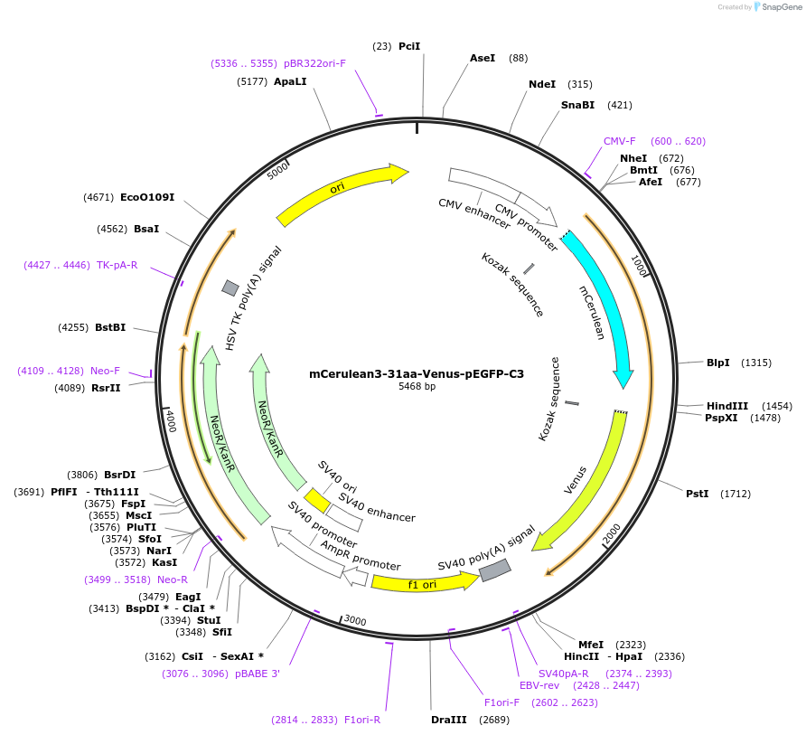 166754-plasmid-map-sequence-id-329013