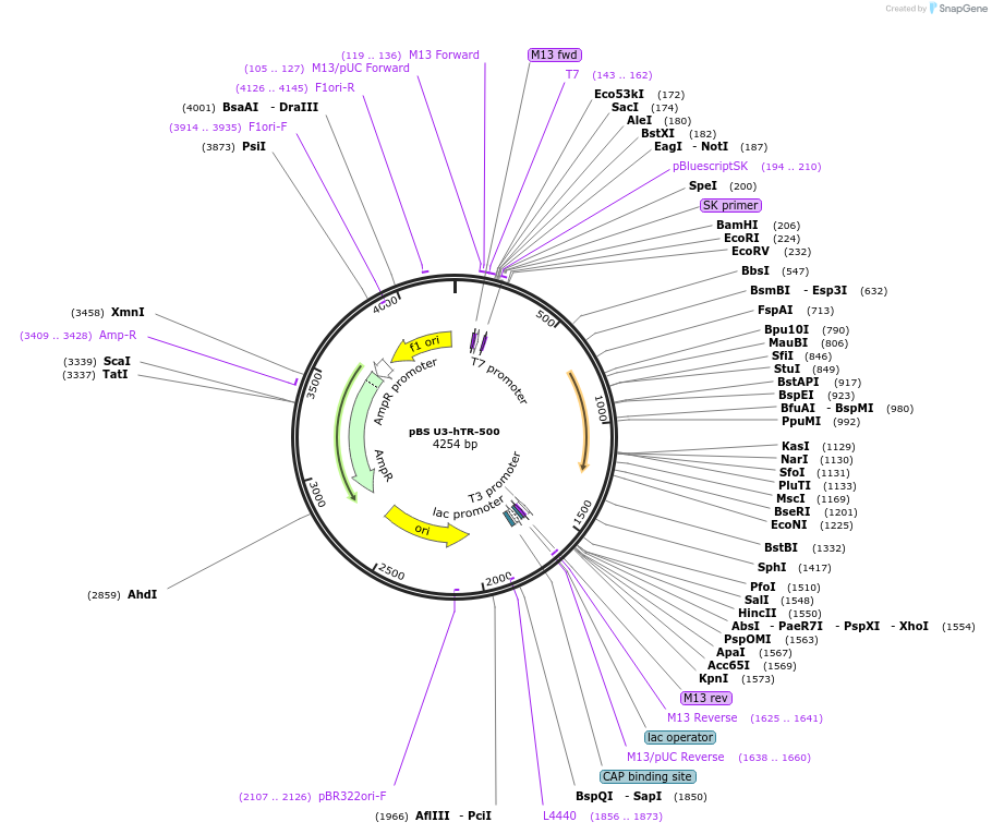 28170-plasmid-map-sequence-id-329018
