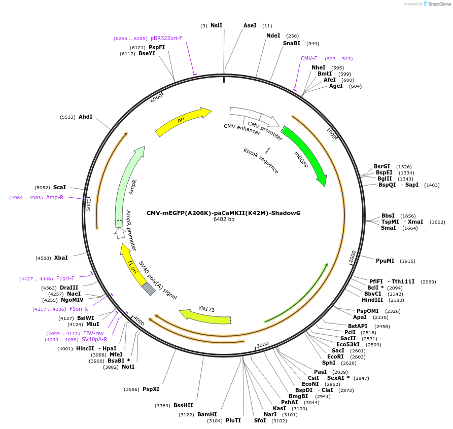167477-plasmid-map-sequence-id-329025
