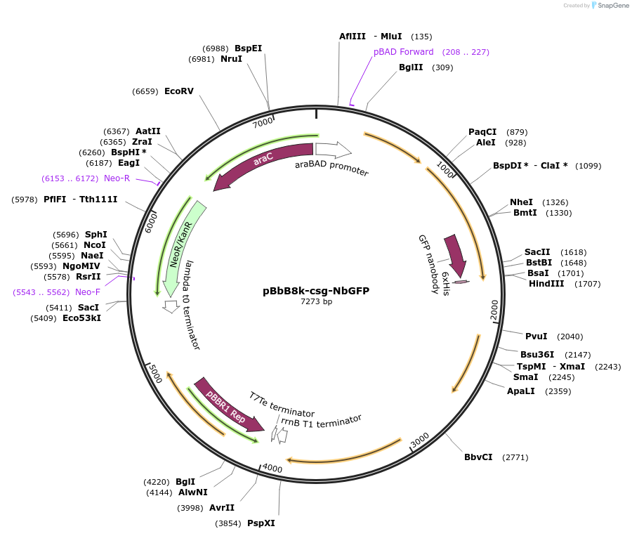 166858-plasmid-map-sequence-id-329027