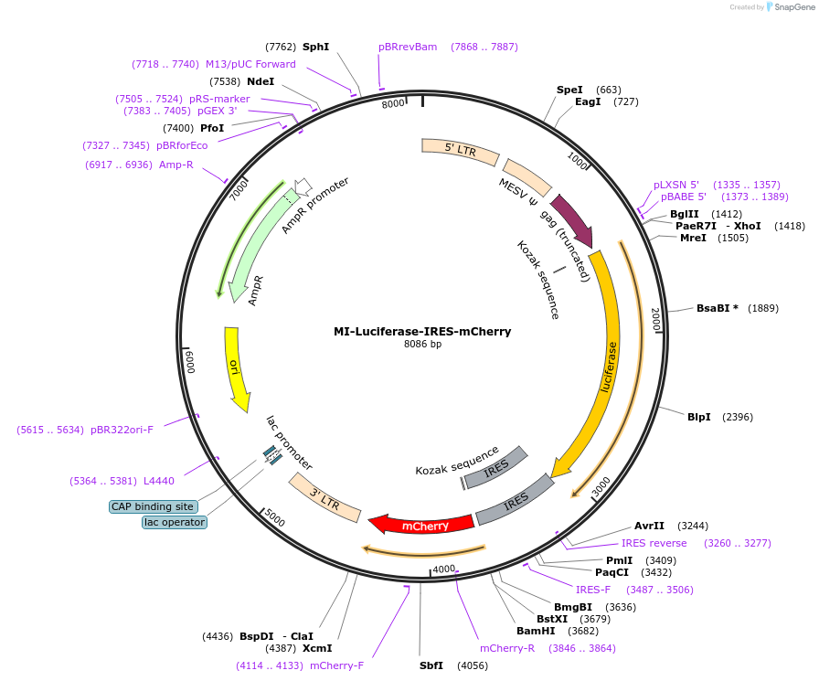 75020-plasmid-map-sequence-id-329028