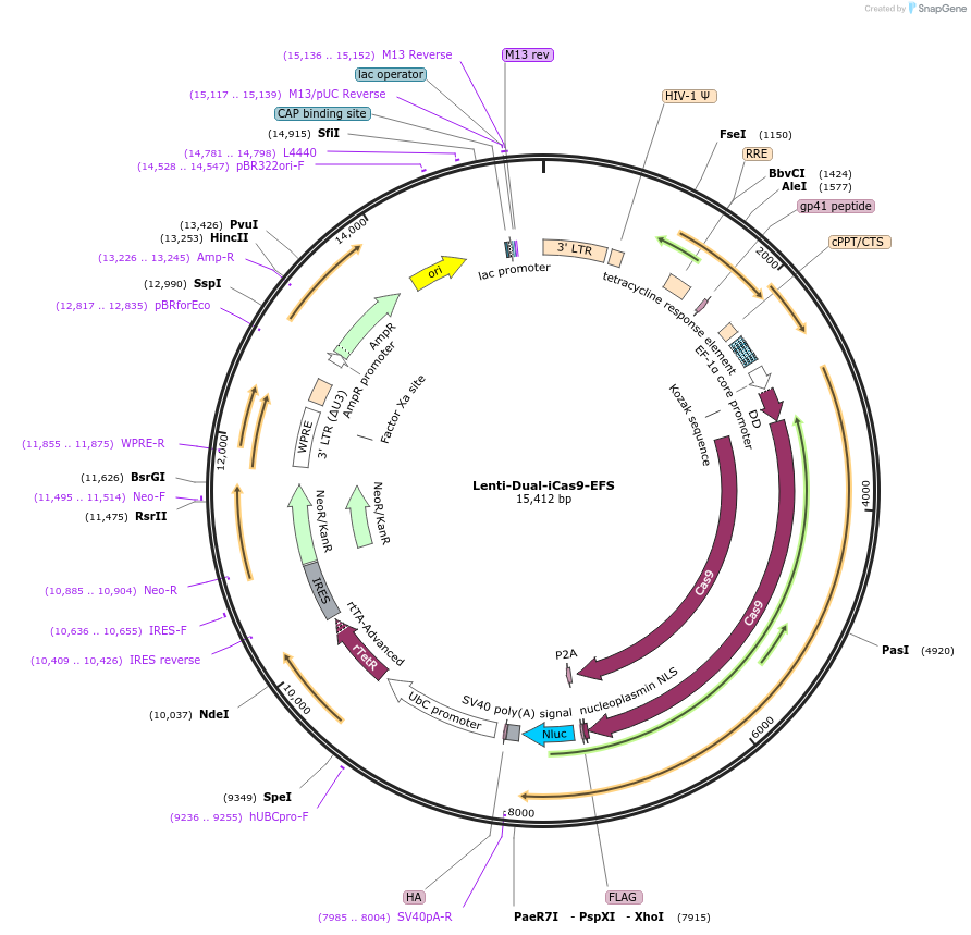 167501-plasmid-map-sequence-id-329033