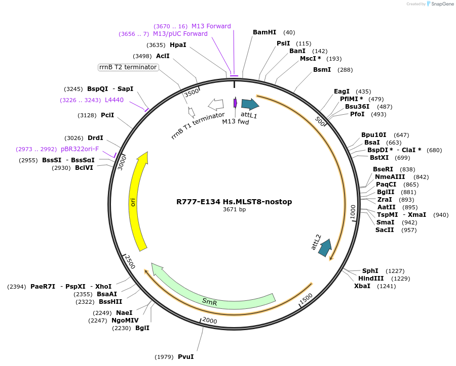 70418-plasmid-map-sequence-id-329035