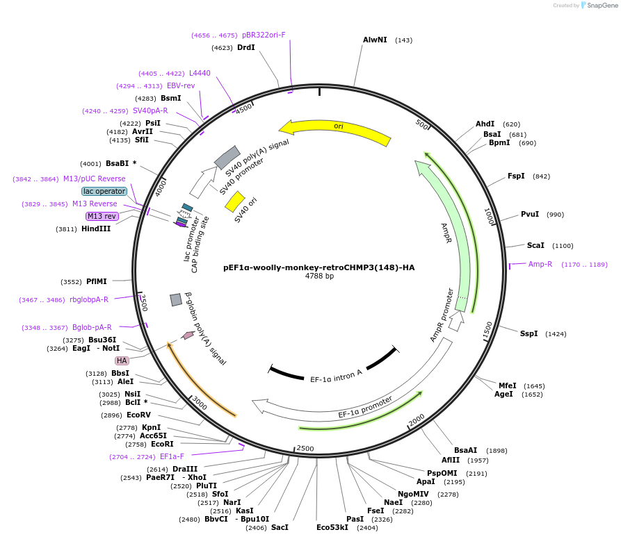 154250-plasmid-map-sequence-id-329044