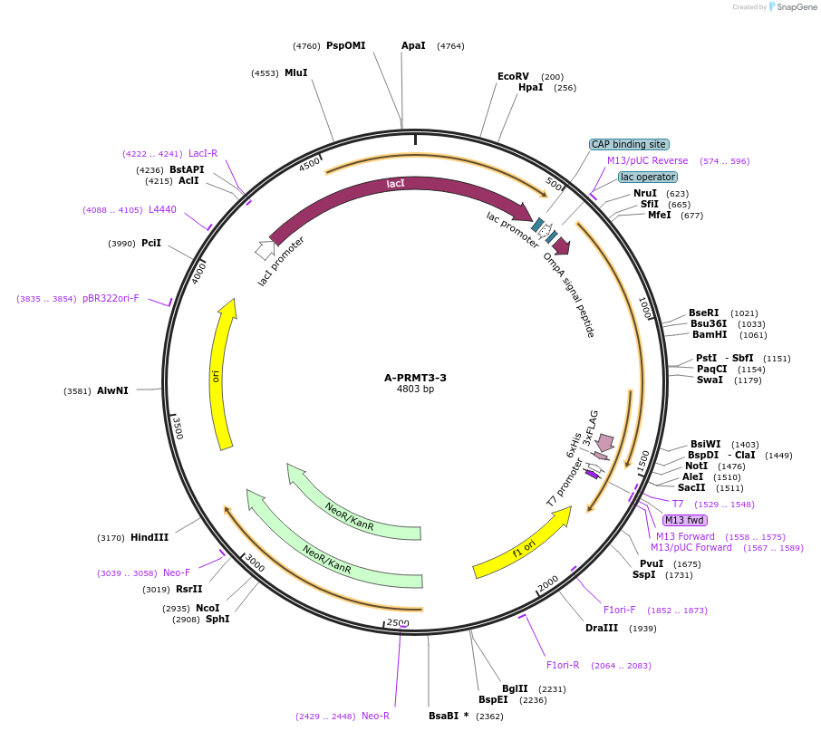 166514-plasmid-map-sequence-id-329056