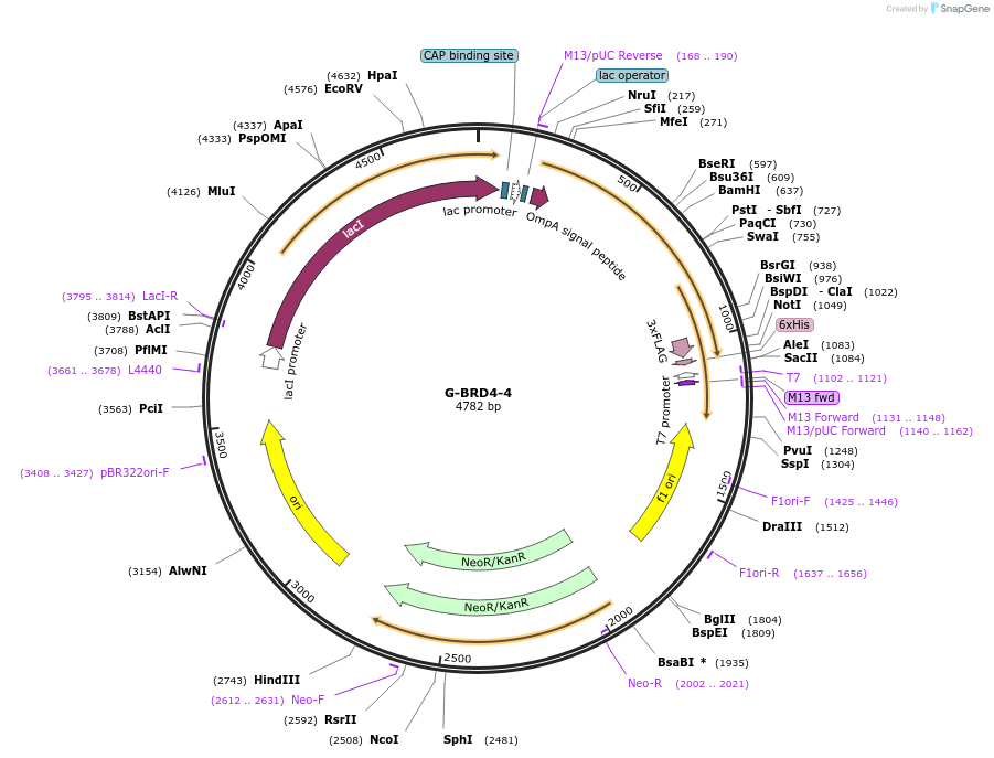 166518-plasmid-map-sequence-id-329057