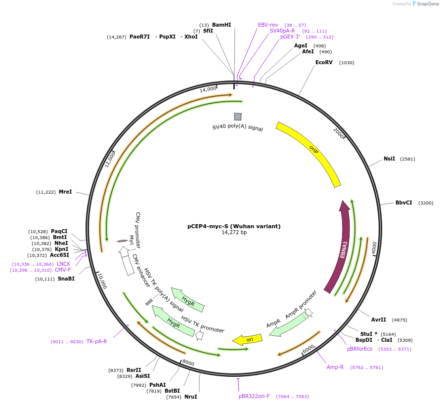 169846-plasmid-map-sequence-id-329062