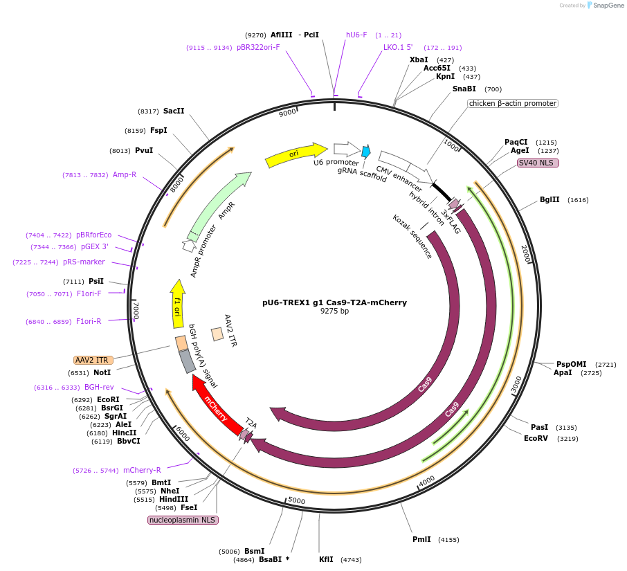 164250-plasmid-map-sequence-id-329092