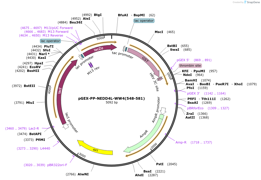 166704-plasmid-map-sequence-id-329098
