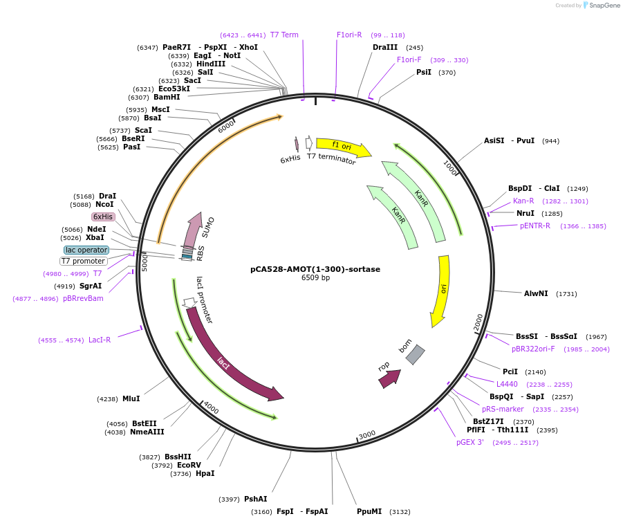 166706-plasmid-map-sequence-id-329102