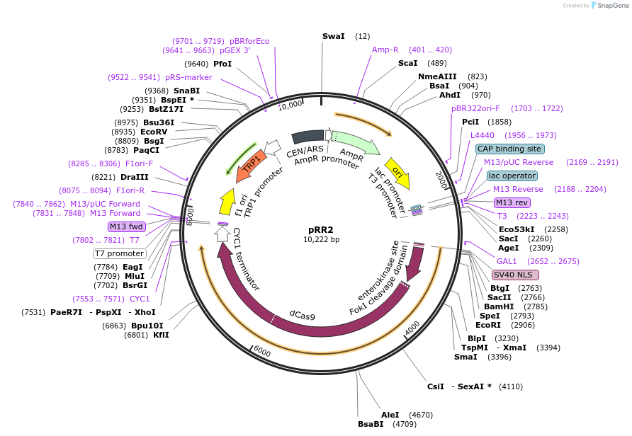 166097-plasmid-map-sequence-id-329109