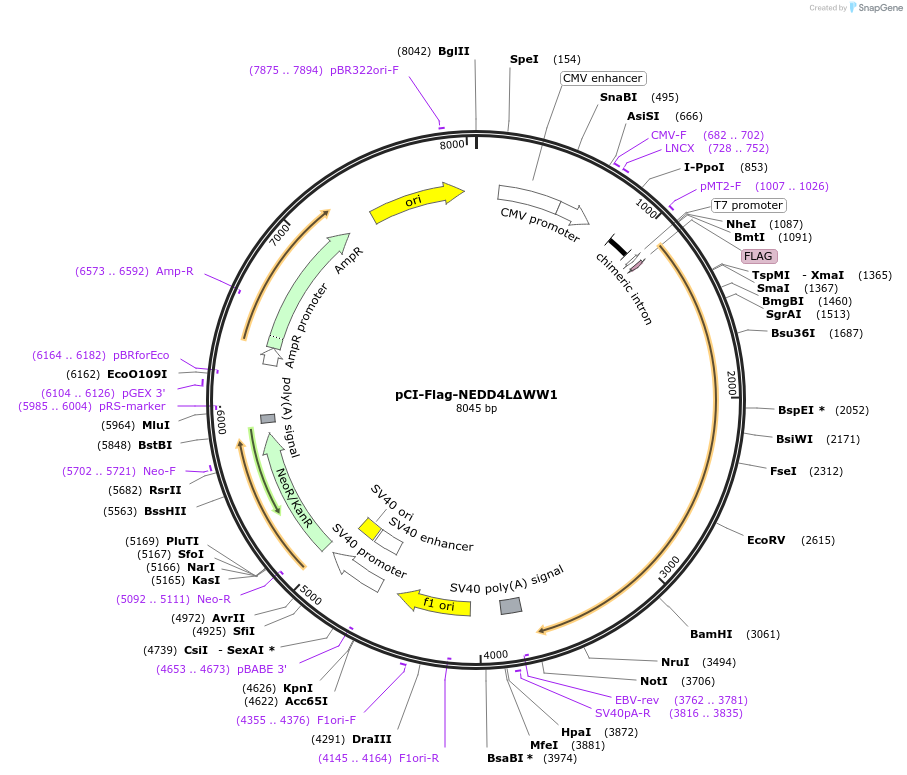 166707-plasmid-map-sequence-id-329110
