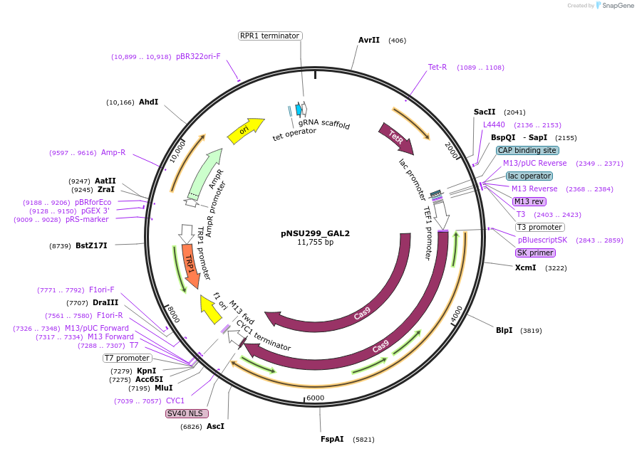166088-plasmid-map-sequence-id-329112