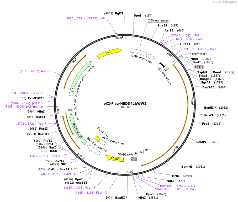 166708-plasmid-map-sequence-id-329114