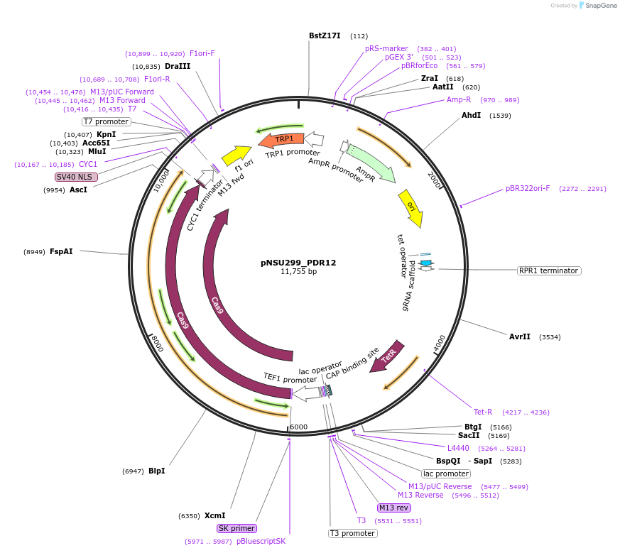 166093-plasmid-map-sequence-id-329121