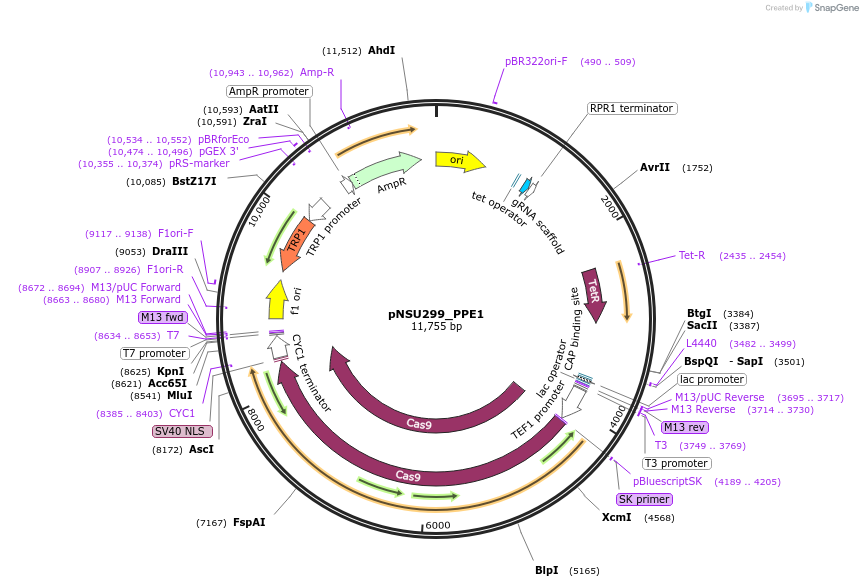 166083-plasmid-map-sequence-id-329122