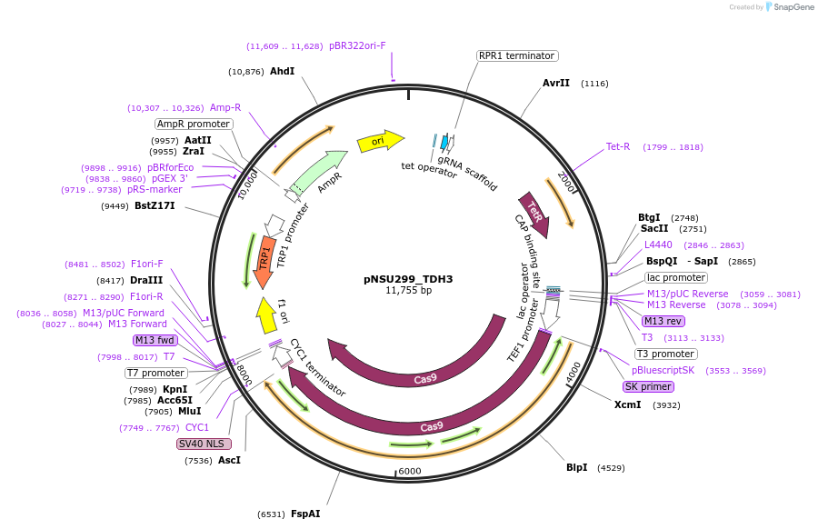 166084-plasmid-map-sequence-id-329123
