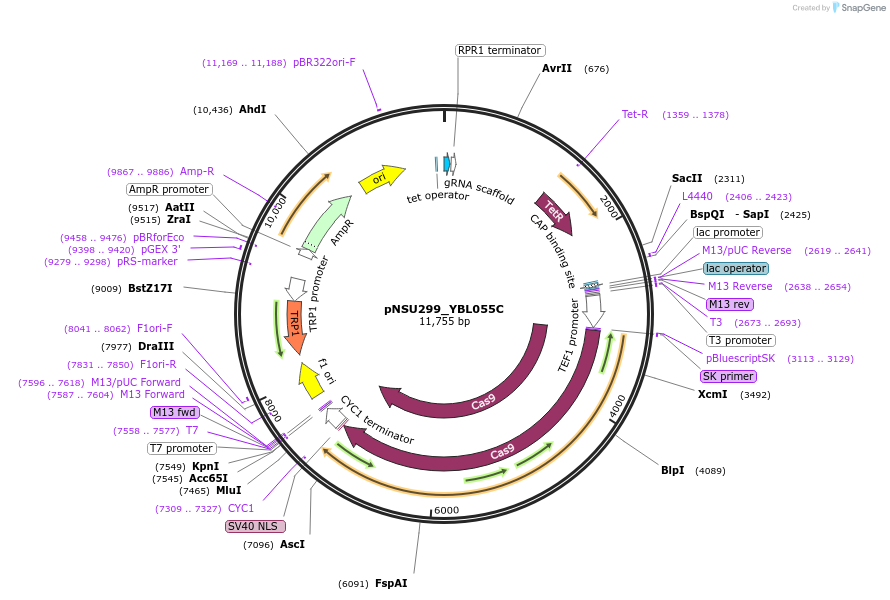 166077-plasmid-map-sequence-id-329132