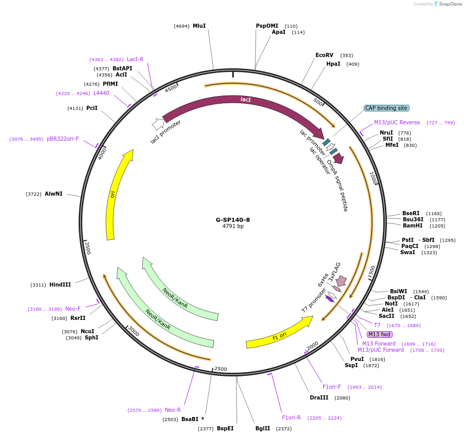 166520-plasmid-map-sequence-id-329134