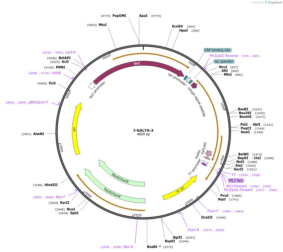 166523-plasmid-map-sequence-id-329136