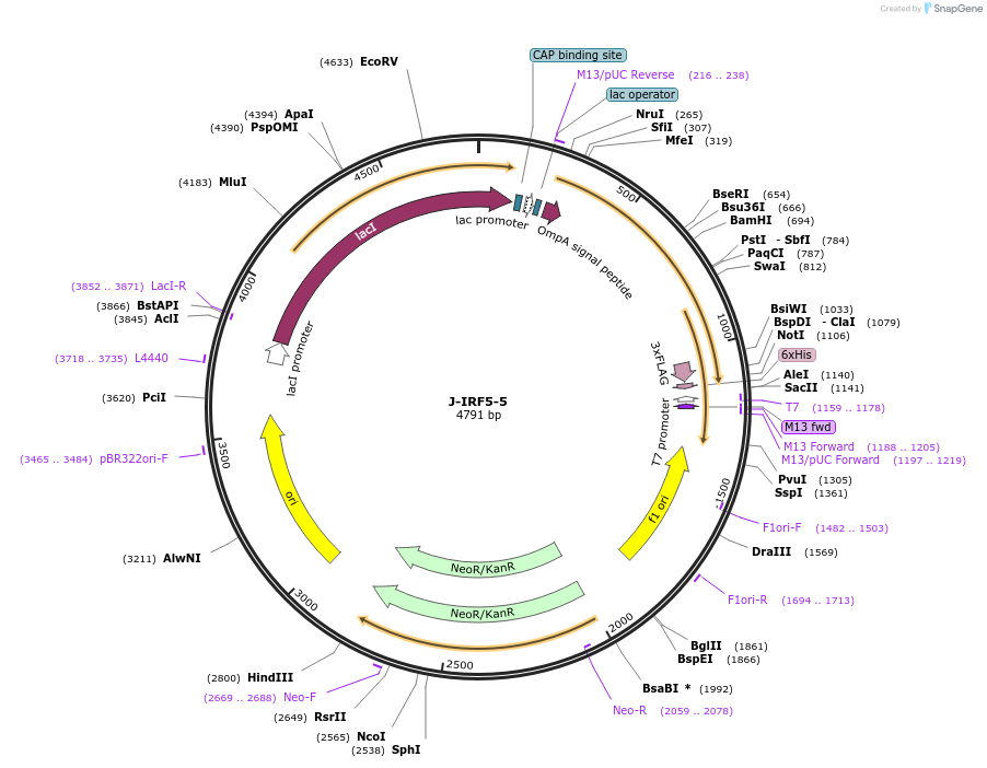 166525-plasmid-map-sequence-id-329138