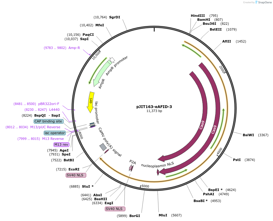 167360-plasmid-map-sequence-id-329145