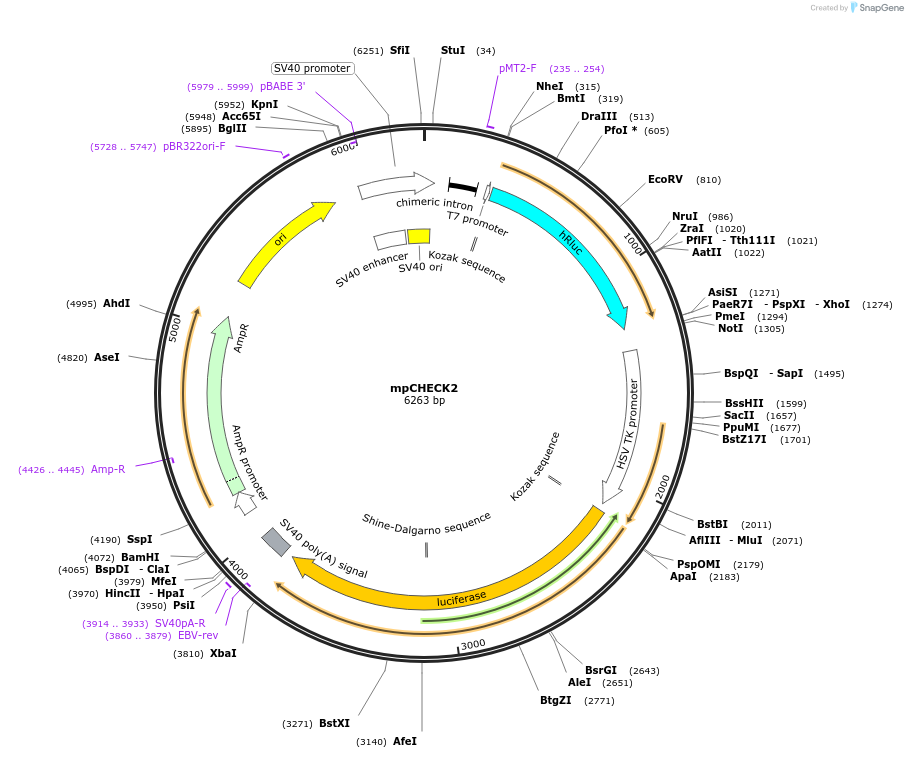 167576-plasmid-map-sequence-id-329146