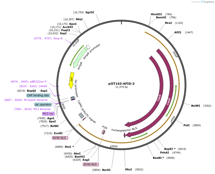 167359-plasmid-map-sequence-id-329147