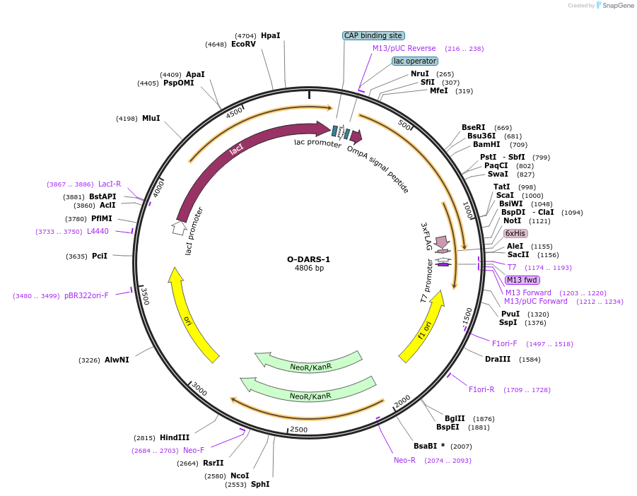 166538-plasmid-map-sequence-id-329231