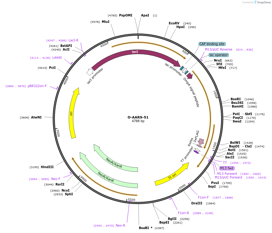 166539-plasmid-map-sequence-id-329232