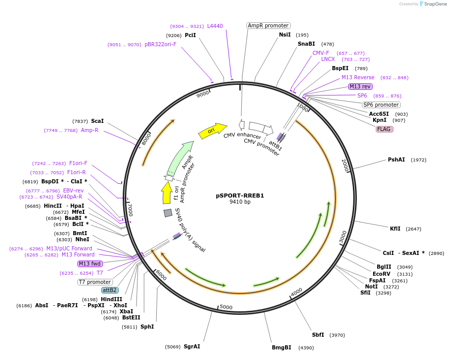 41145-plasmid-map-sequence-id-329236