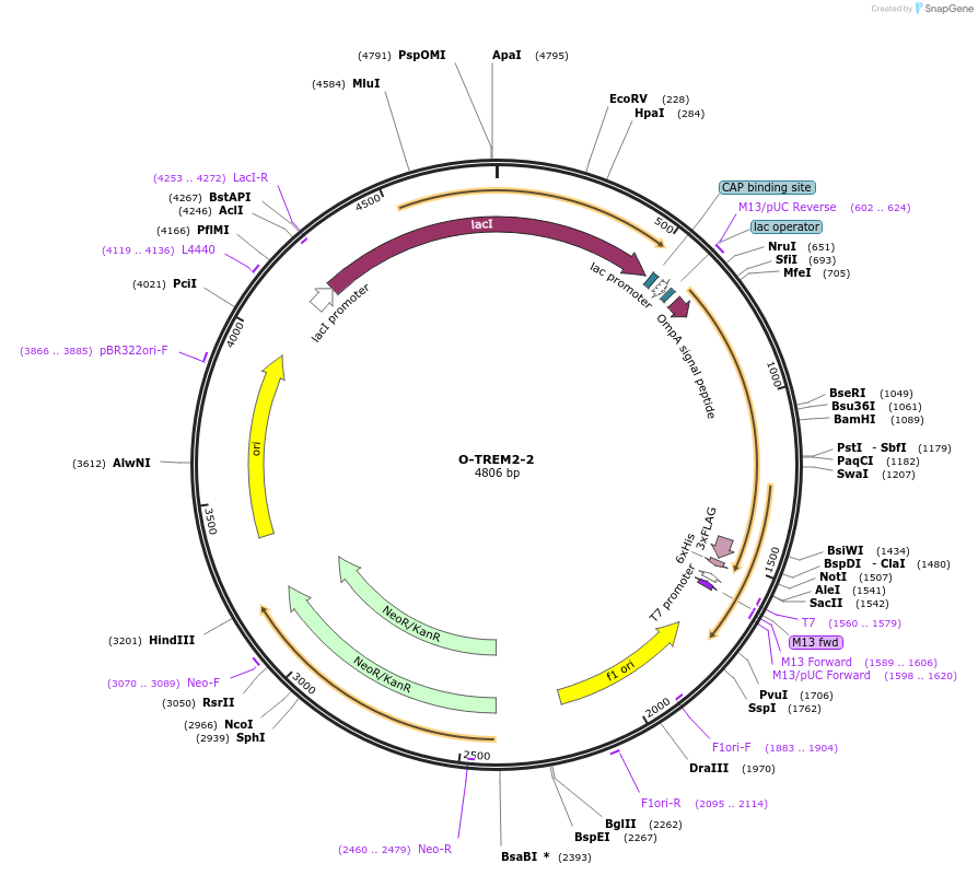 166545-plasmid-map-sequence-id-329237