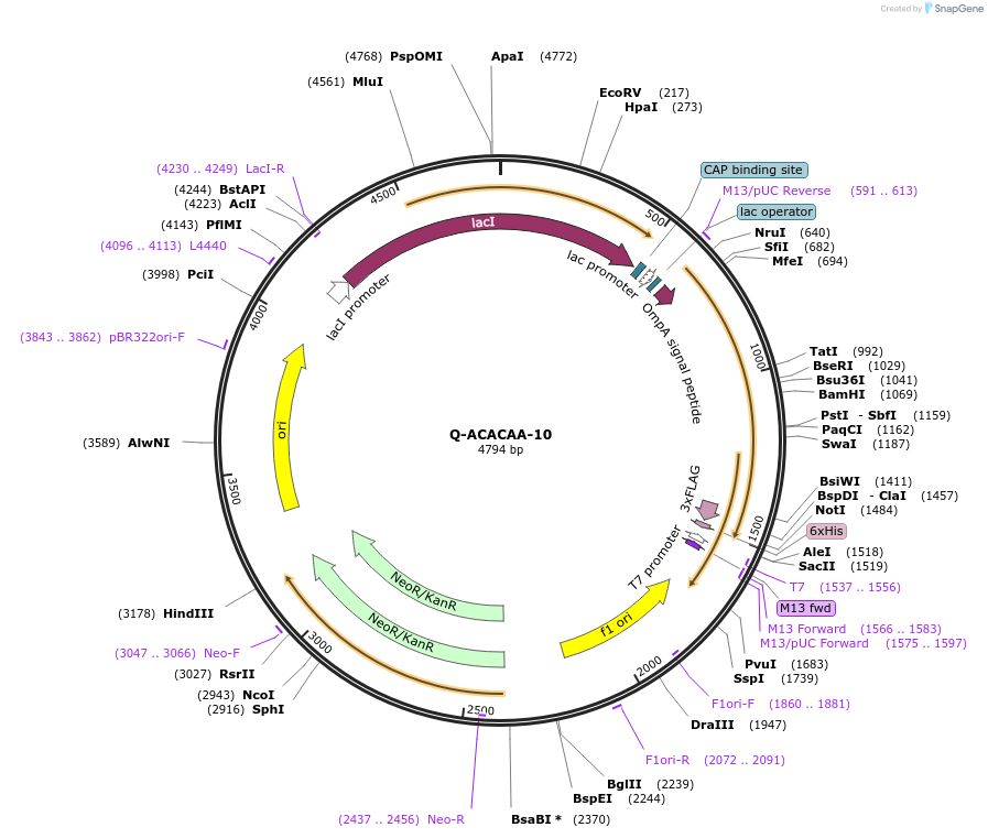 166546-plasmid-map-sequence-id-329238