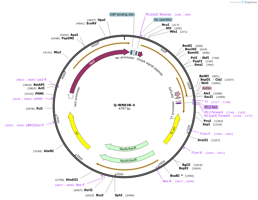 166548-plasmid-map-sequence-id-329239