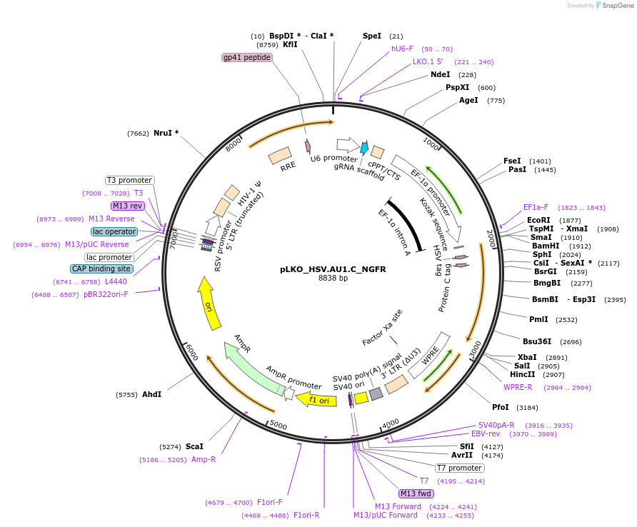 158286-plasmid-map-sequence-id-329246