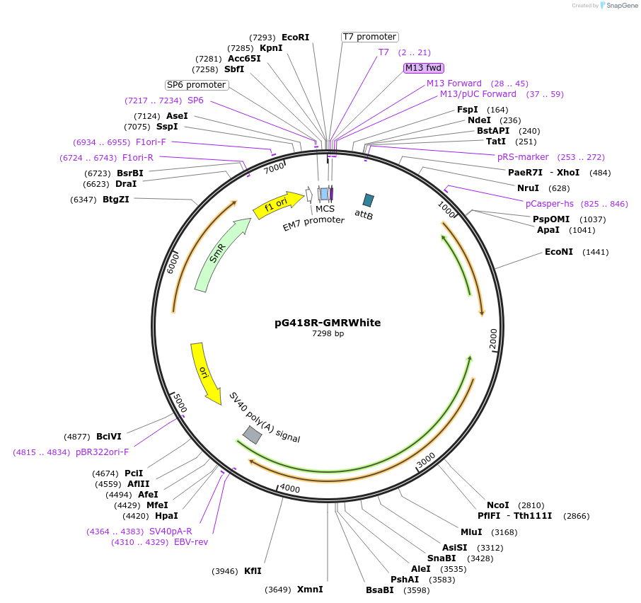 165883-plasmid-map-sequence-id-329254
