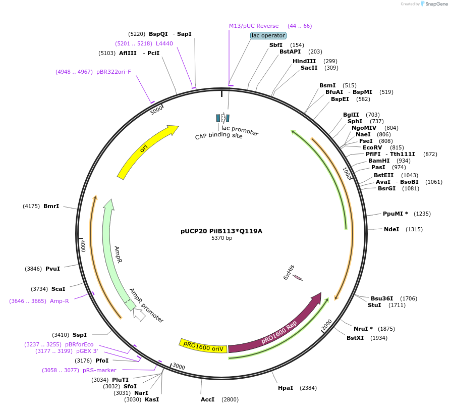 162867-plasmid-map-sequence-id-329259