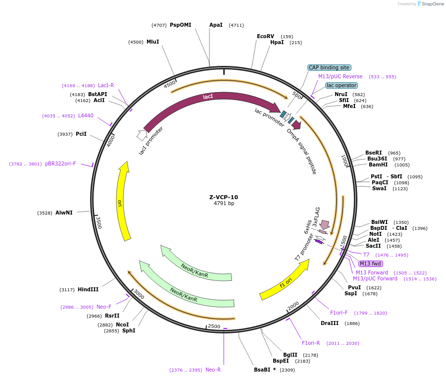 166559-plasmid-map-sequence-id-329267