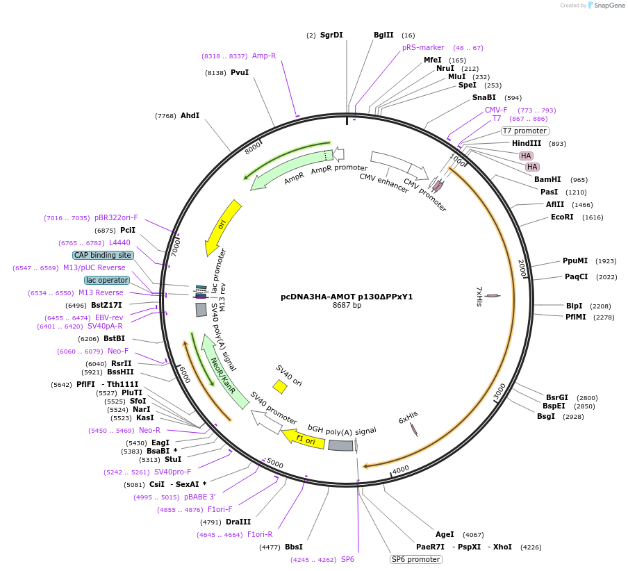 166711-plasmid-map-sequence-id-329269