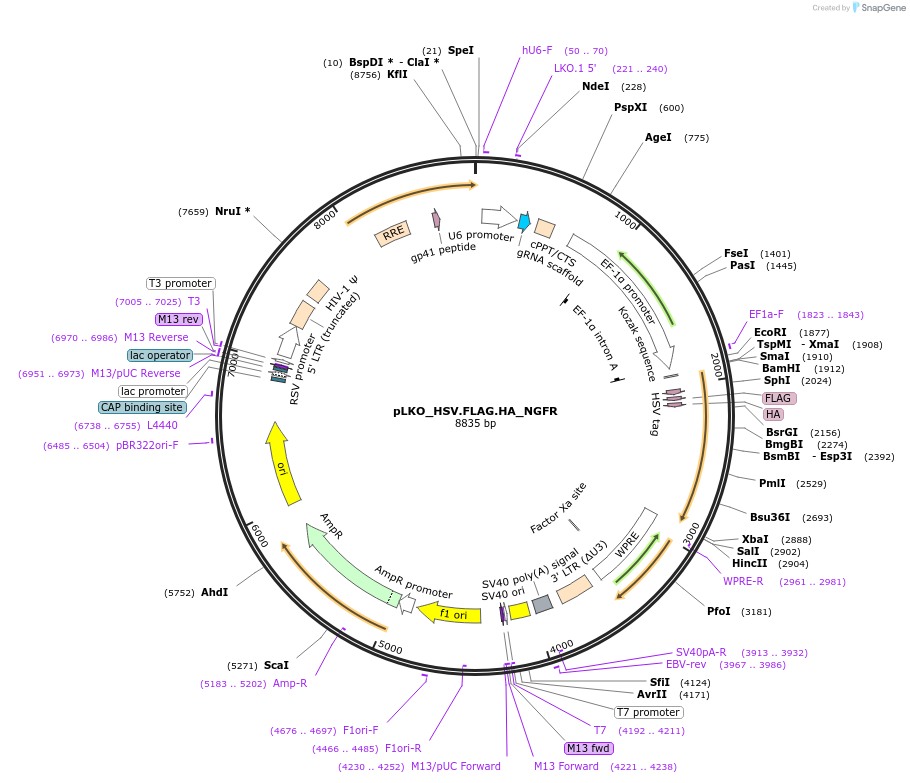 158294-plasmid-map-sequence-id-329340