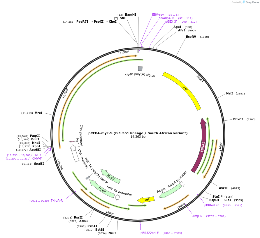 169849-plasmid-map-sequence-id-329351