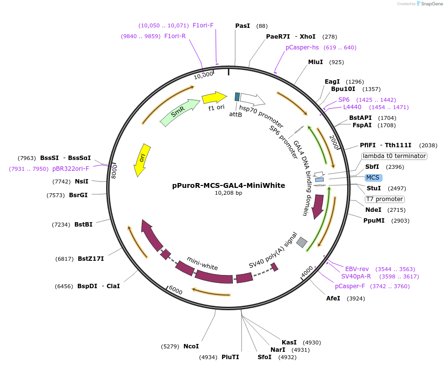 165890-plasmid-map-sequence-id-329406