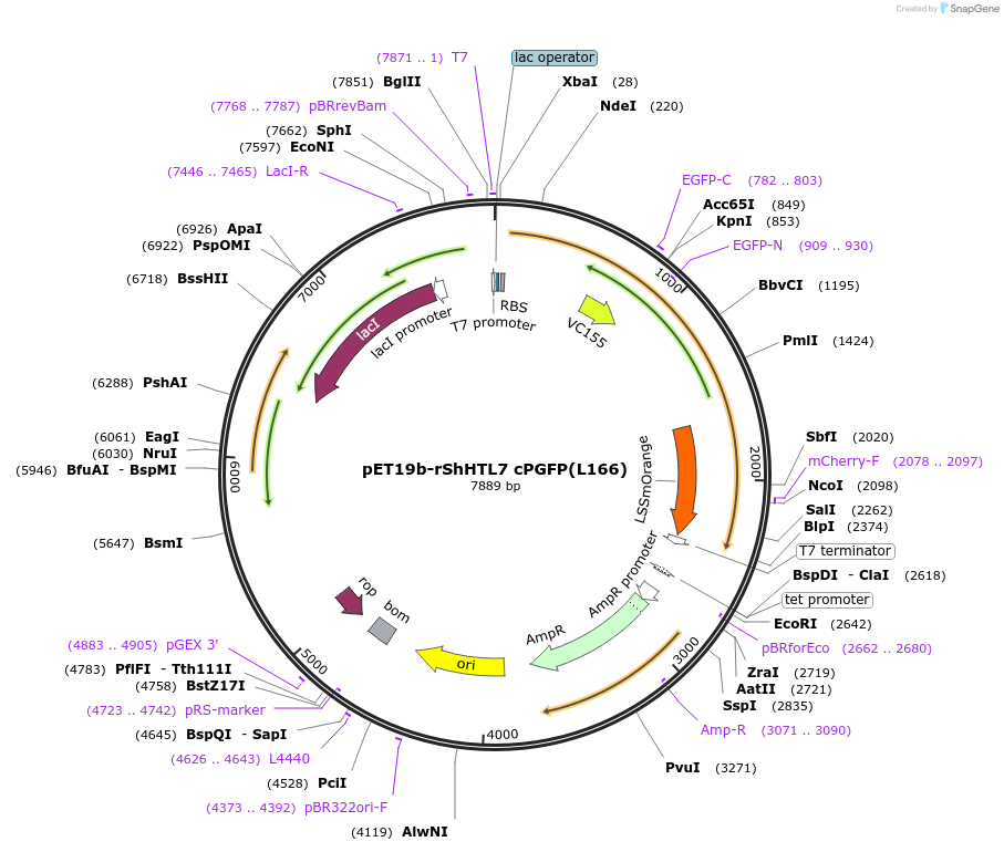 165995-plasmid-map-sequence-id-329416