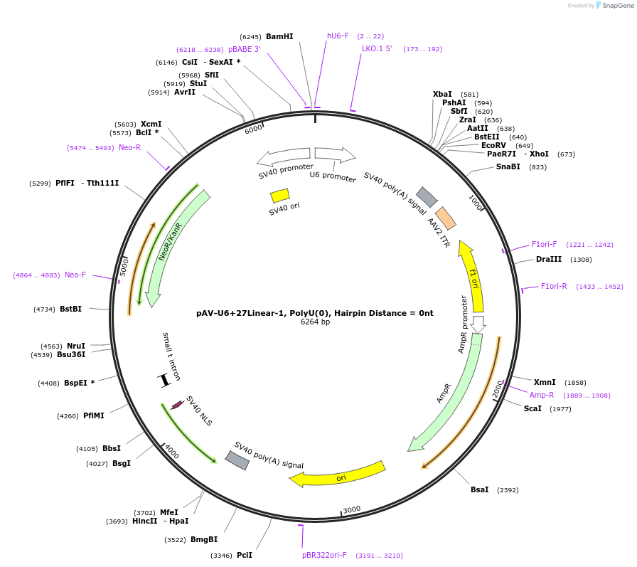 166993-plasmid-map-sequence-id-329417