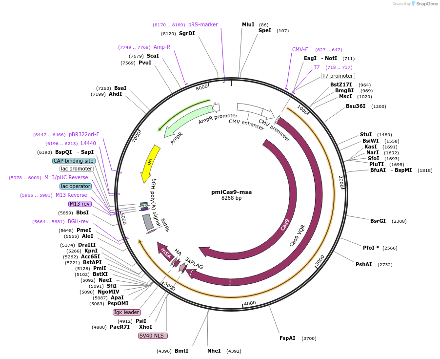 164833-plasmid-map-sequence-id-329431