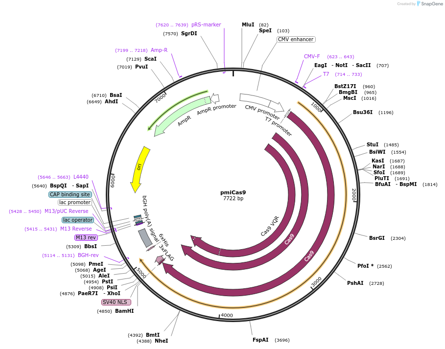 162758-plasmid-map-sequence-id-329432