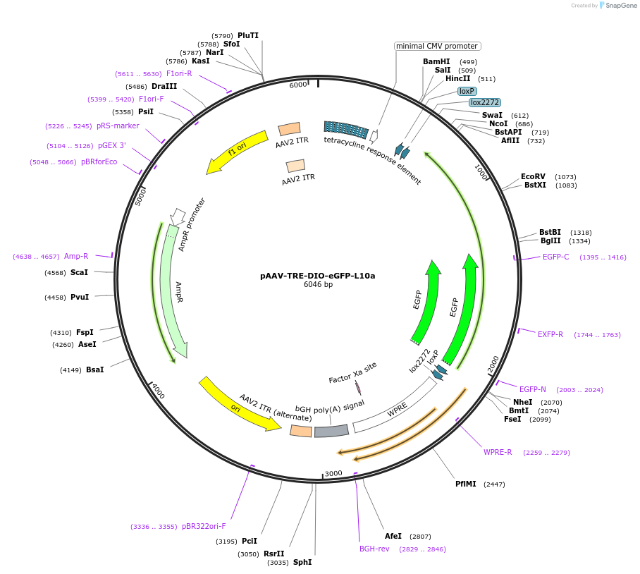 166605-plasmid-map-sequence-id-329442