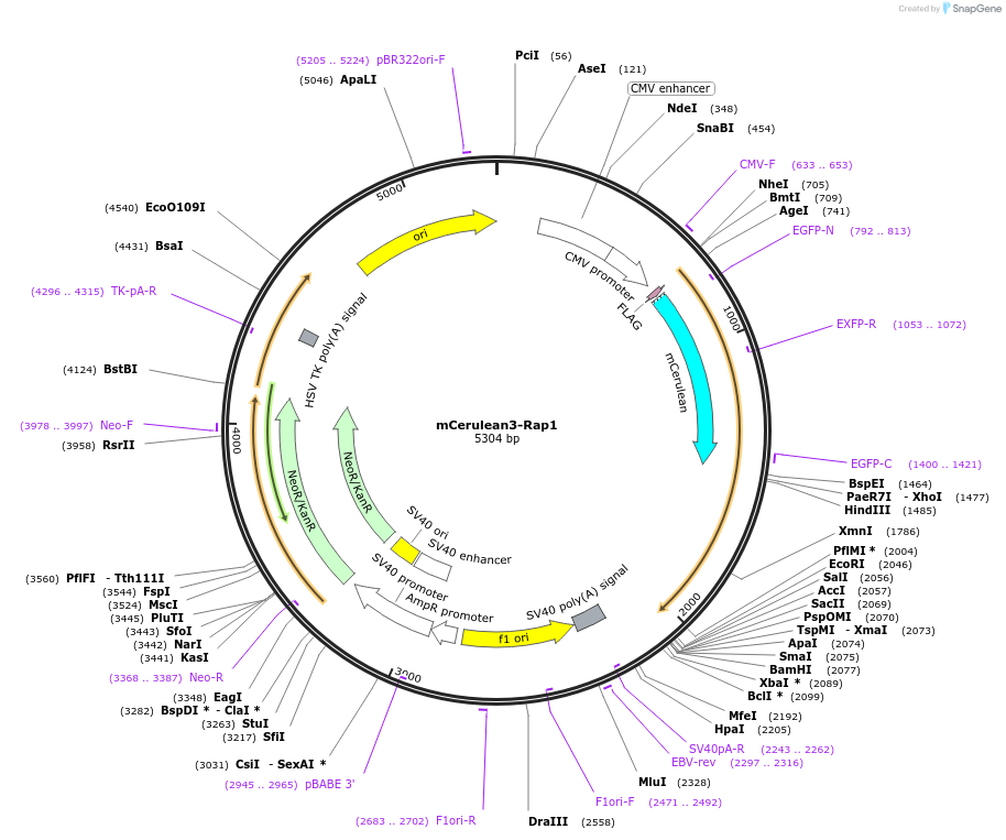 134928-plasmid-map-sequence-id-329451