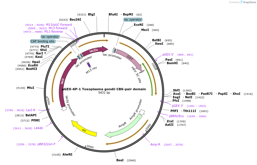 166438-plasmid-map-sequence-id-329454