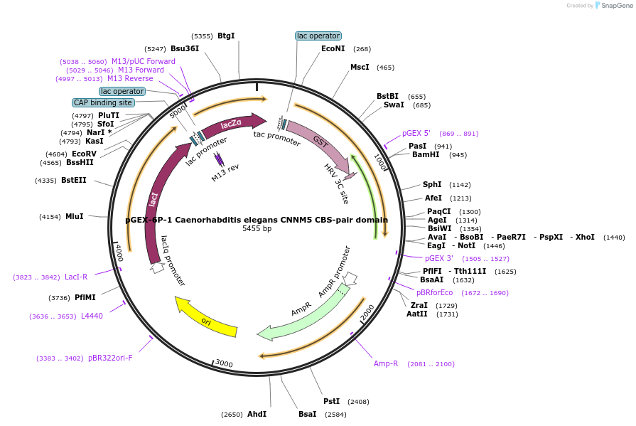 166434-plasmid-map-sequence-id-329455